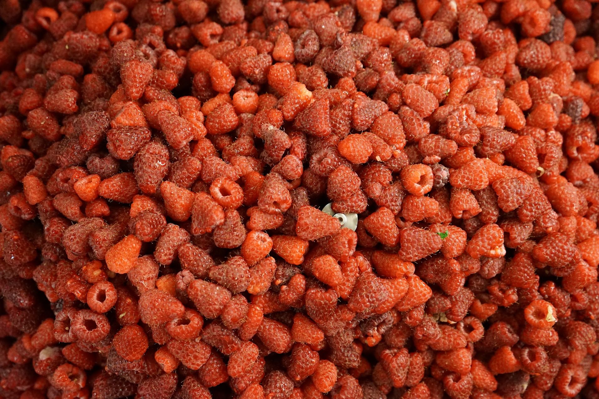 Framboises du pays à leur arrivée à l'atelier de Pousset